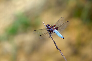 Dragonfly resting on a stick of vegetation