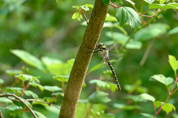 Dragonfly resting on a stick of vegetation