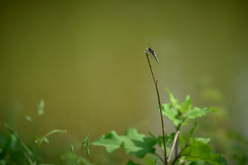 Dragonfly resting on a stick of vegetation
