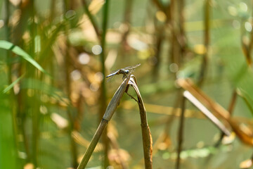 Dragonfly resting on a stick of vegetation