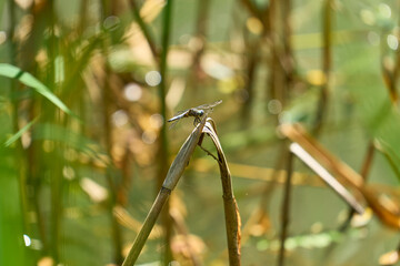Dragonfly resting on a stick of vegetation