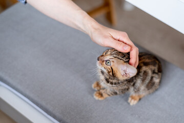 female hand stroking a bengal kitten, pets love	
