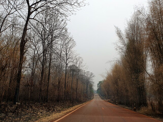 road in the forest, The forest on both sides of the road was hit by wildfire.