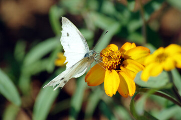 butterfly on a flower