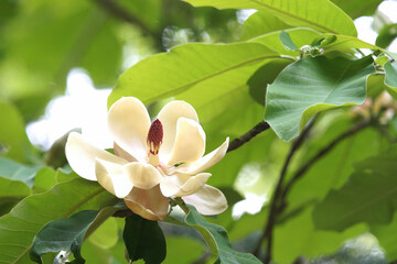 ホオノキ　花　5月中旬