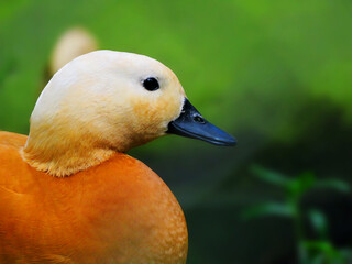 Closeup of a Ruddy shelduck. The ruddy shelduck, known in India as the Brahminy duck, is a member of the family Anatidae.