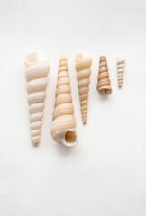 Sea shells marine aesthetic. Poster for modern cozy interior.