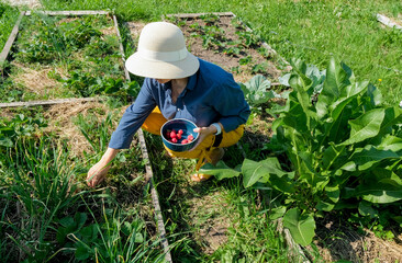 Woman in hat picking strawberries. Field with strawberry harvest, farmer picking strawberries, organic farming concept
