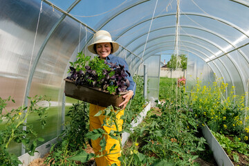 Female gardener enjoying scent of green arugula leaves in greenhouse. Woman in hat holding pot with...