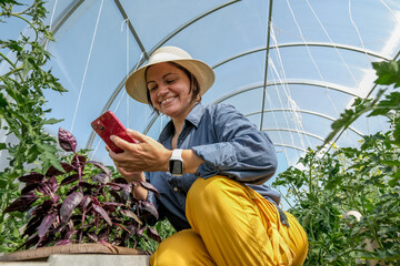 Female gardener enjoying scent of purple basil leaves in greenhouse. Woman in hat taking photoes on...