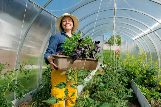 Female gardener enjoying scent of green arugula leaves in greenhouse. Woman in hat holding pot with basil plant and smelling fresh aromatic leaf.