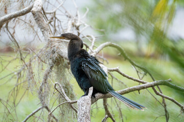A big anhinga bird resting on tree branch in Florida wetlands