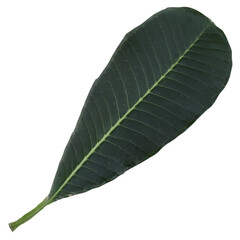 a green leaf with a white background