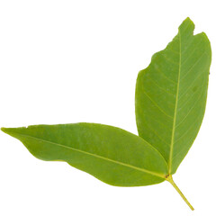 Obraz premium green leaf isolated on white