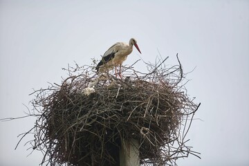 A stork in a nest on a pole. Wild animals in nature.