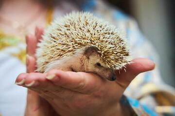 White home decorative hedgehog, a rare breed. In the hands of a man. A petting zoo at a children's party.