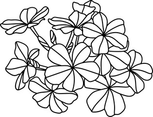 hand drawn cape leadwort, white plumbago, Plumbago auriculata, bud and bloom flower, line work, head flower, cut line flower