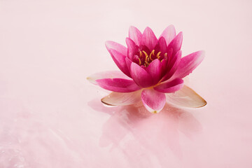 A beautiful pink waterlily or lotus flower in pink water. Spa and cosmetic concept background