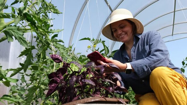 Female gardener enjoying scent of purple basil leaves in greenhouse. Woman in hat taking photoes on smartphone and smile. Woman  taking picture  kitchen plant.