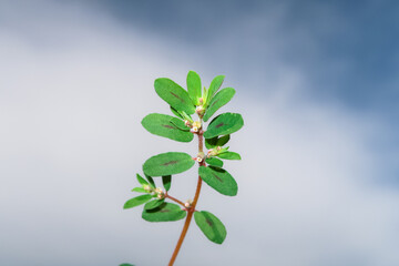 Spotted Euphorbia flowering flower plant herb nature natural detail close up