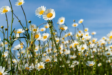Obraz na płótnie Canvas Daisy Chamomile background. Beautiful nature scene with blooming chamomilles in sun flare. Sunny day. Summer flowers.
