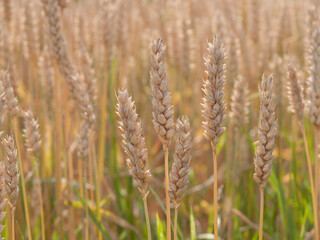 Wheat (Triticum vulgare) before harvest, summer in southern Germany