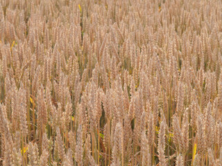 Fototapeta premium Wheat (Triticum vulgare) before harvest, summer in southern Germany