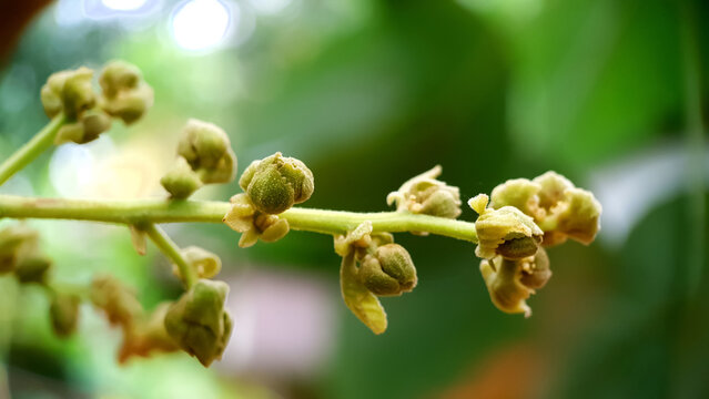 flower buds on blurred green background close up