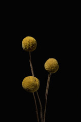 Craspedia Woolleyhead Billy Buttons Yellow Flower Black Background