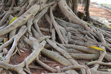Old tree with roots and trunk spreading