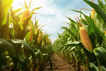 Fotobehang corn crobs in a corn plantation created using generative AI tools © Salander Studio