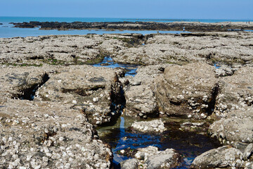 Rocher et huitres sauvages