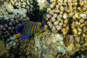 Fototapeta na wymiar colorful royal angelfish eating at corals in the red sea