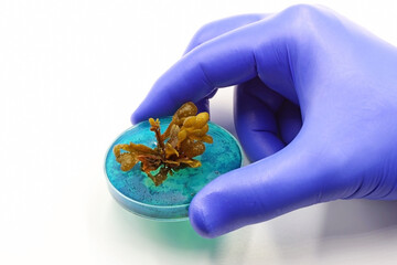 Researcher's hand in blue glove holding a seaweed culture on white background