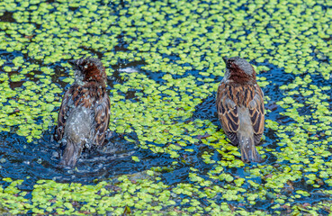 Sparrows swim in the lake water on a summer day.