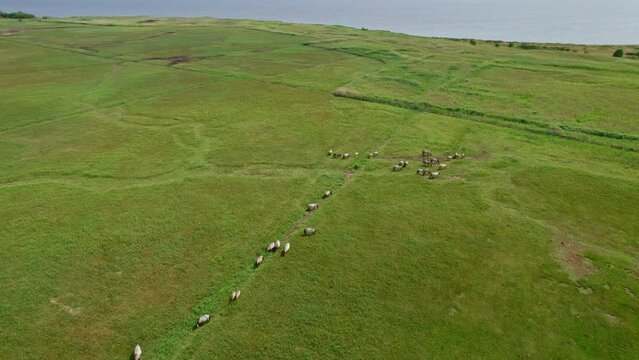 Reveal shot with horses and birds in Polish nature reserve "Beka".