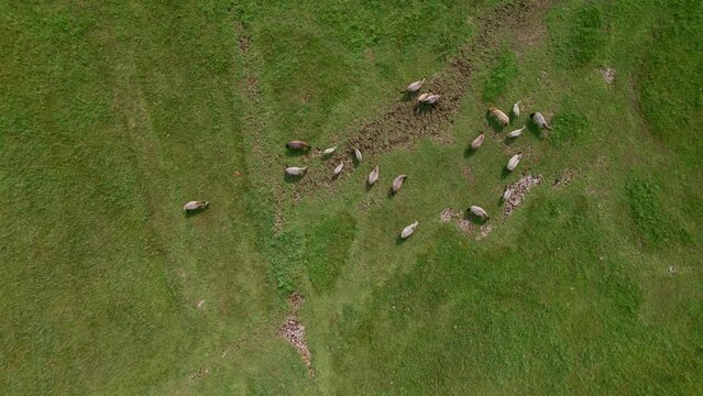 Top down shot of horses and birds in a field in Polish nature reserve "Beka".