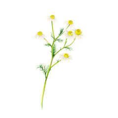 Field camomile medicinal hand-drawn. Watercolor floral illustration of delicate flower isolated on white background. Meadow wildflower scillfully painted for textile ptinting, logo, postcards, designs