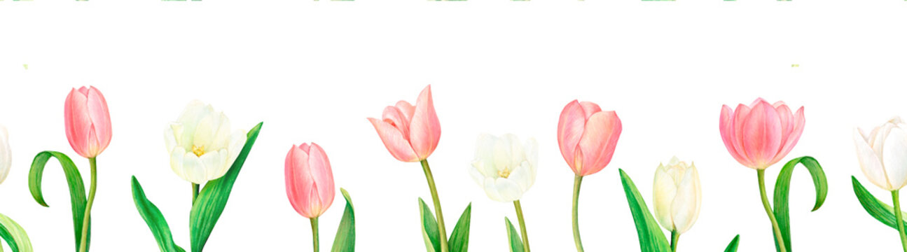 Watercolour drawn seamless border from beautiful pink and white tulip flowers on white background. Drawing for logo, stickers, invitation, prints