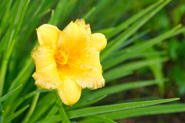 Fototapeta premium yellow daylily flower grows in the garden, leaves, after rain in the evening