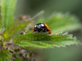 Macro close portrait up of a black spot lady bug on a green leaf