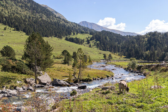 landscape of a high mountain meadow with a river and a grazing cow. horizontal image