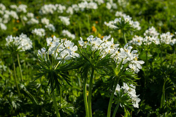 White Anemone in Georgian mountains