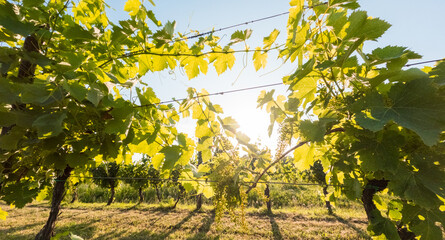 Green Vineyard at sunlight