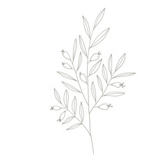 Tropical leaves of hand drawn line art modern style. png illustrations.