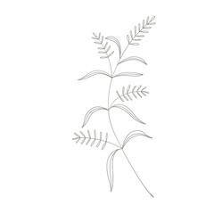 Tropical leaves of hand drawn line art modern style. png illustrations.