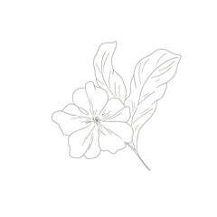 Botanical elegant line art minimalist modern style. png illustrations