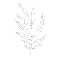 Botanical elegant line art minimalist modern style. png illustrations