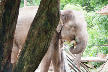 Elephant behind a tree in the zoo