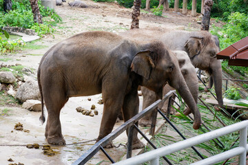 Many elephants in the zoo, legs chained